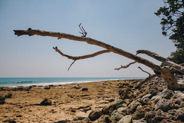 Naklejka premium tree on the beach