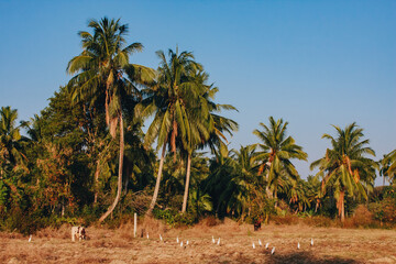 palm trees on the island