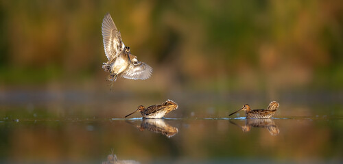 The Common Snipe Gallinago gallinago flies over the water and prepares for spring courtship and mating.