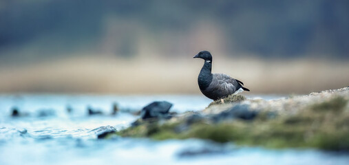 Brant or brent goose Branta bernicla is looking for a life partner during courtship.