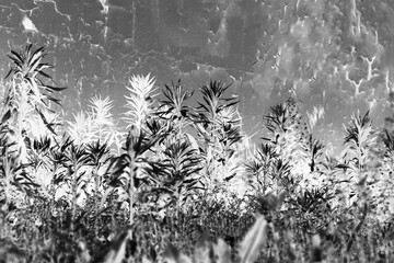 Wild grass growing near the concrete wall in black and white film negative.