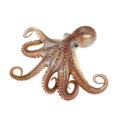 Fresh Octopus Squid isolated on transparent background Generative Ai