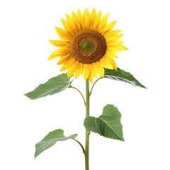 Sunflower isolated on transparent background Generative Ai