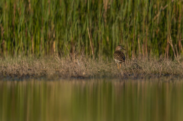Common redshank