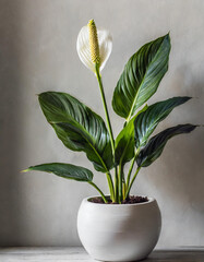 An elegant spathiphyllum plant stands in white pot against white wall, offering minimalist aesthetic, space for text