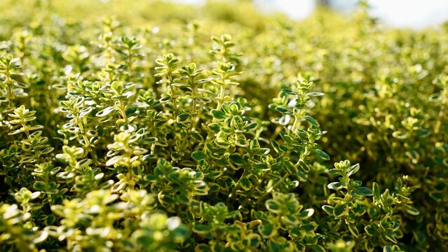 Aureus Lemon Thyme, Thymus citriodorus culinary herb plant. Lemon or citrus thyme decorative bush.