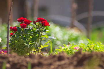 Blooming red roses in the garden in spring