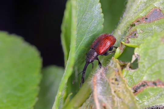 Pesch weevil (Rhynchites bacchus) On the leaves of a plum tree in the garden. Pest of  woody Rosaceae.