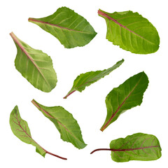 set of leaves of chard salad isolated png