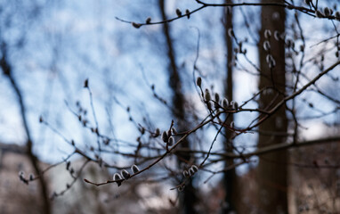 Fototapeta na wymiar Closeup of willow buds against blue sky