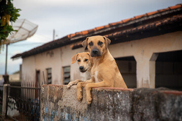 Dois caramelos no muro