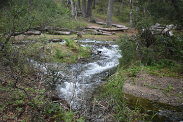 agua del rio que fruye en el bosque con rocas, troncos y ramas a su alrededor