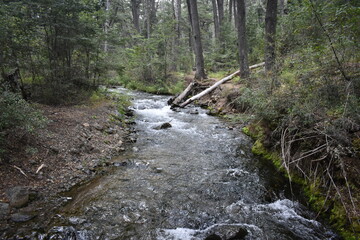 agua del rio que fruye en el bosque con rocas, troncos y ramas a su alrededor - obrazy, fototapety, plakaty