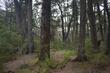 bosque lleno de arboles y malezas  