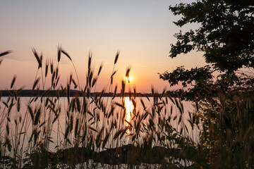 Silhouette of wheat grass at romantic sunset at coastline of Kamenjak Nature Park. Calm atmosphere...