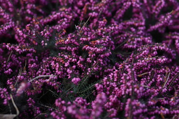Lavender field with young pink inflorescences. Beautiful field with rose bushes.