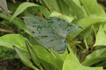 water drops on a leaf