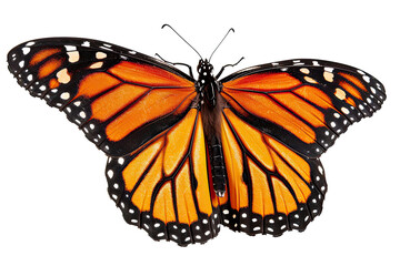 beautiful monarch butterfly, isolated on transparent background