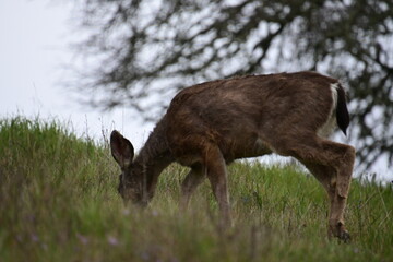 deer in the meadow