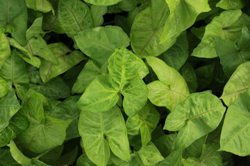 Tropical green leaves growing in the jungle.