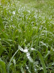 dew drops on grass