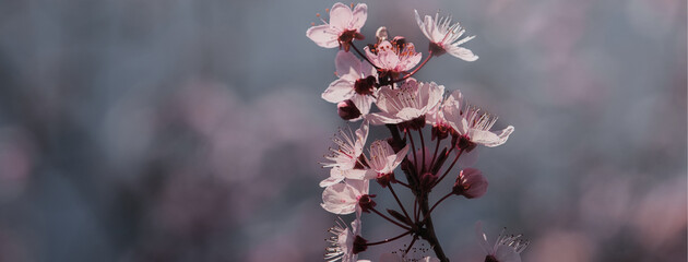 Coverbild einer Kirschblüte im Frühling