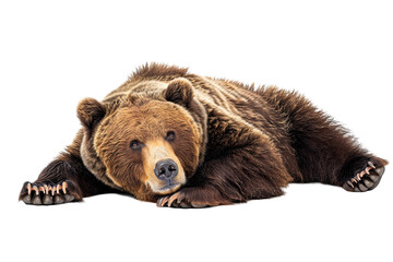 Fototapeta premium brown bear isolated on whit3 (4).png, brown bear isolated on white