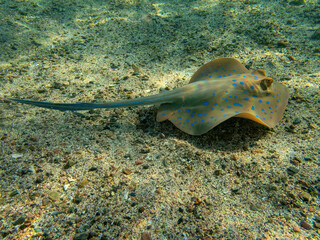 Blue spotted rays in the coral reef during a dive in Bali