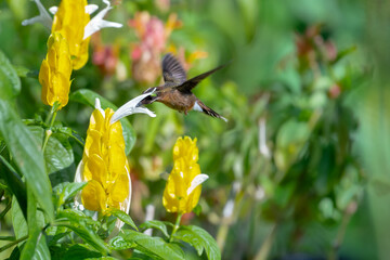 Fototapeta premium Hummingbird in flight feeding on a tropical yellow Shrimp Plant flower in a flowerbed. 