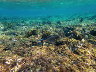 Fototapeta na wymiar Sohal surgeonfish in the coral reef during a dive in Bali