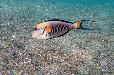 Sohal surgeonfish in the coral reef during a dive in Bali