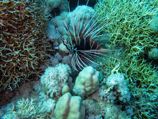Pacific lionfish in the coral reef during a dive in Bali