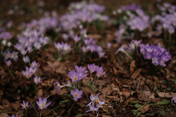 Close up of many delicate blue crocus spring flowers in full bloom in a garden in a sunny day