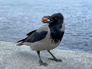 Crow with cookies in beak.