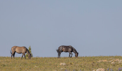 Wild Horses in the Pryor Mountains Montana in Summer