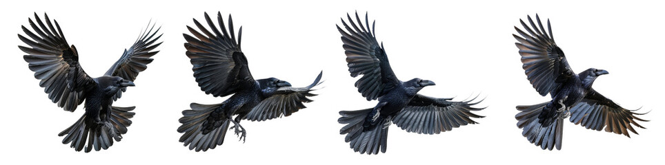 Black ravens in flight with outstretched wings on transparent background