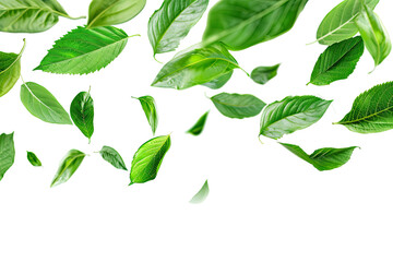 Obraz premium Flying green leaves isolated on transparent background 