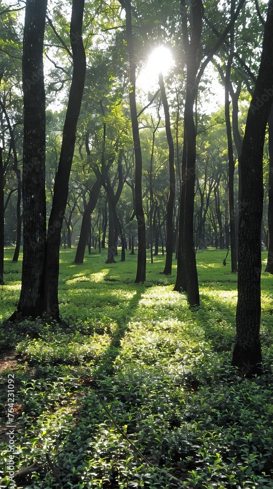 Poster the rays of the sun penetrate through the crowns of trees in the forest, creating a magical atmosphe