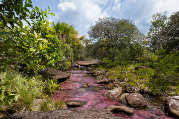 Rio de Colores Colombia