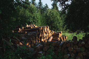 A cluster of tree logs lies in the heart of a dense natural landscape, surrounded by towering...