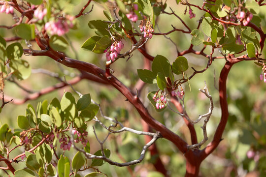 Manzanita flowers blooming in late March in Zion National Park Utah.  Gnarled branches show the smooth red bark characteristic of these bushes. 