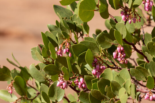 Manzanita flowers blooming in late March in Zion National Park Utah.  Horizontal image showing the pink flowers and bright green leaves with a background color provided by Southern Utah red sandstone.