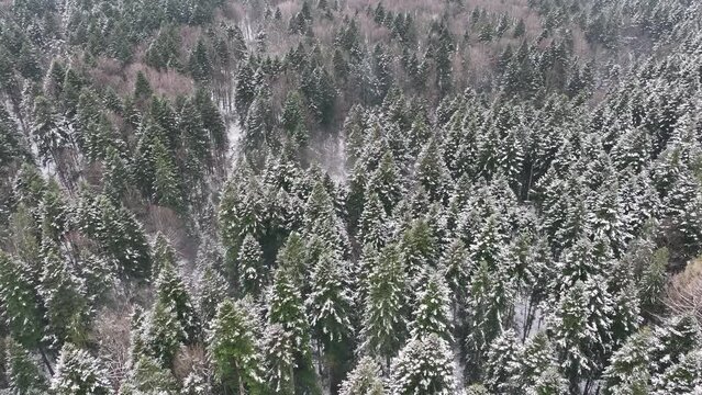 Birds eye view of trees in forest. Winter time