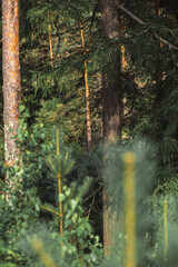 A close up of a natural landscape with terrestrial plants such as trees and shrubs. The scene showcases the different trunks, woods, and greenery of larch and evergreen plants