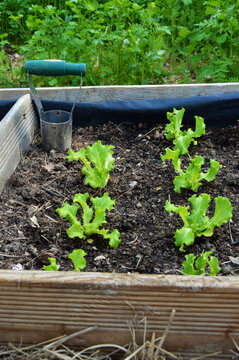Potager avec semis et petites plantes de salades dans la terre.