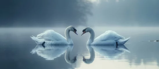 Foto op Aluminium A pair of beautiful white swans on a misty Lake with a morning View © GoDress