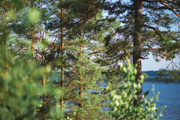 A picturesque view of a serene lake framed by a dense forest of evergreen pine trees, offering a tranquil natural landscape under a clear blue sky