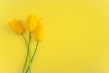 Happy Easter holidays greeting card; bouquet of yellow tulips on a yellow background; copy space