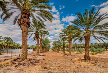 Plantations of date palms for healthy food production. Date palm is iconic ancient plant and famous food crop in the Middle East and North Africa, it has been cultivated for 5000 years - 764236464