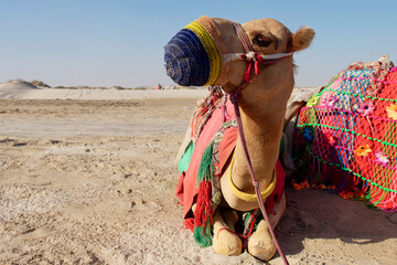 Portrait of a camel in the desert.
